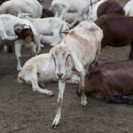 animal policy
