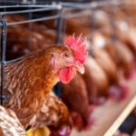 Cage-Free Poultry Welfare Program