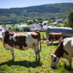 african protection policy