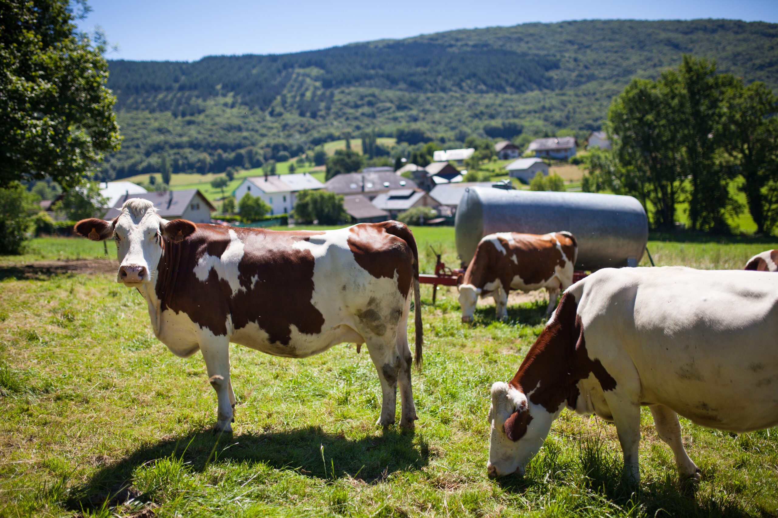 cow grazing