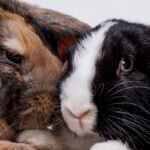 Veterinary Outreach and Welfare